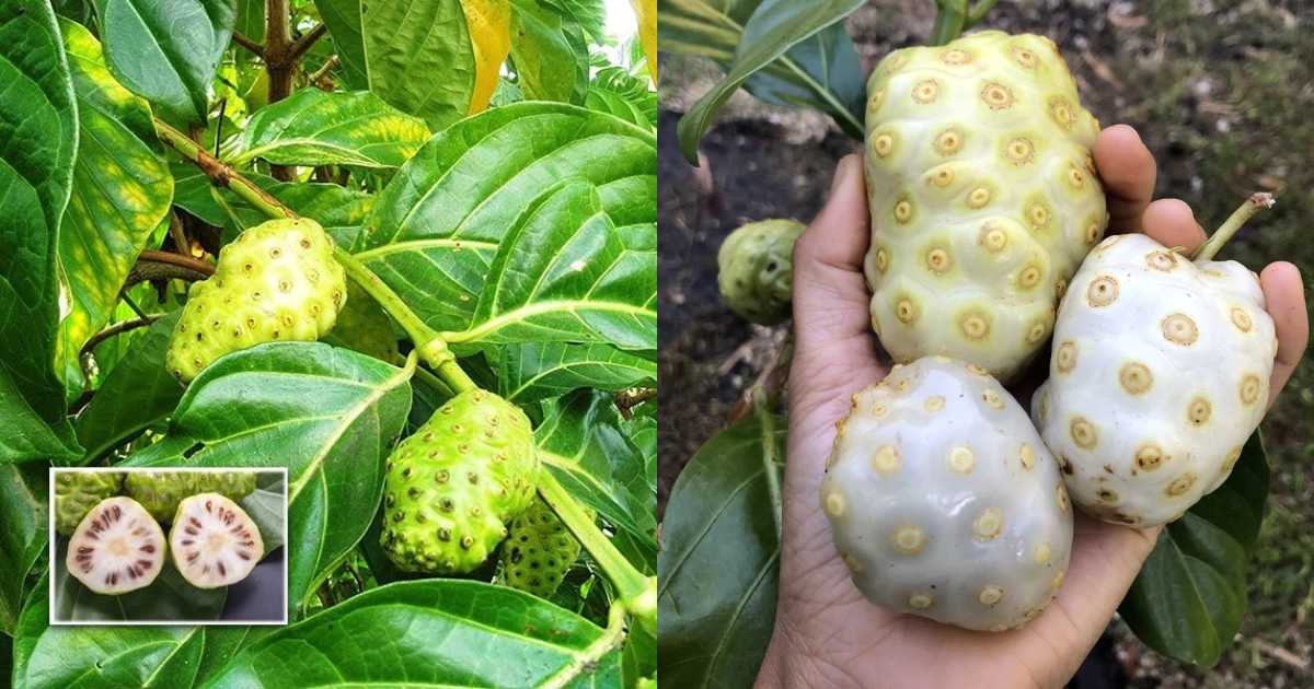 Noni fruit
