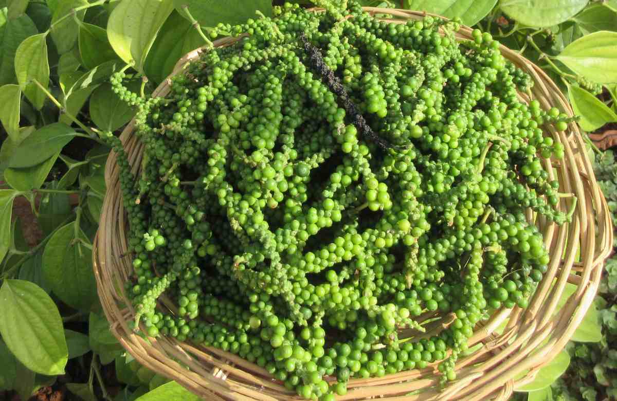 black pepper