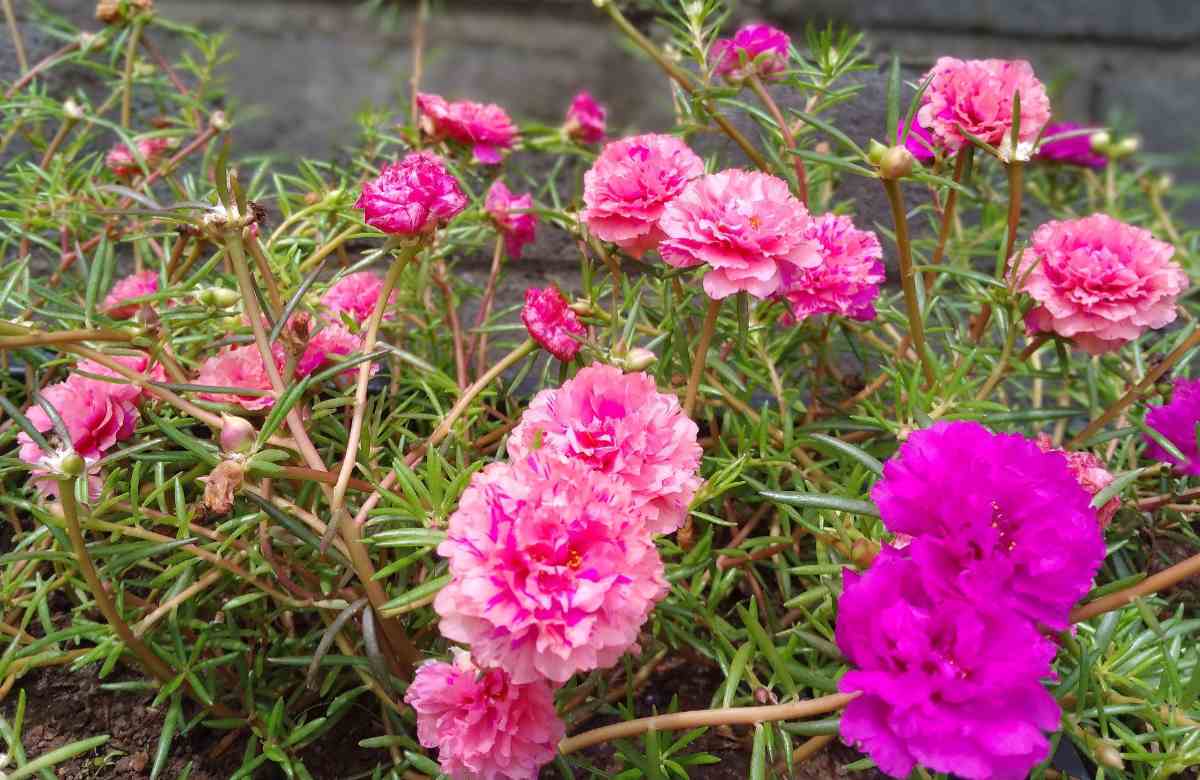 Table Rose