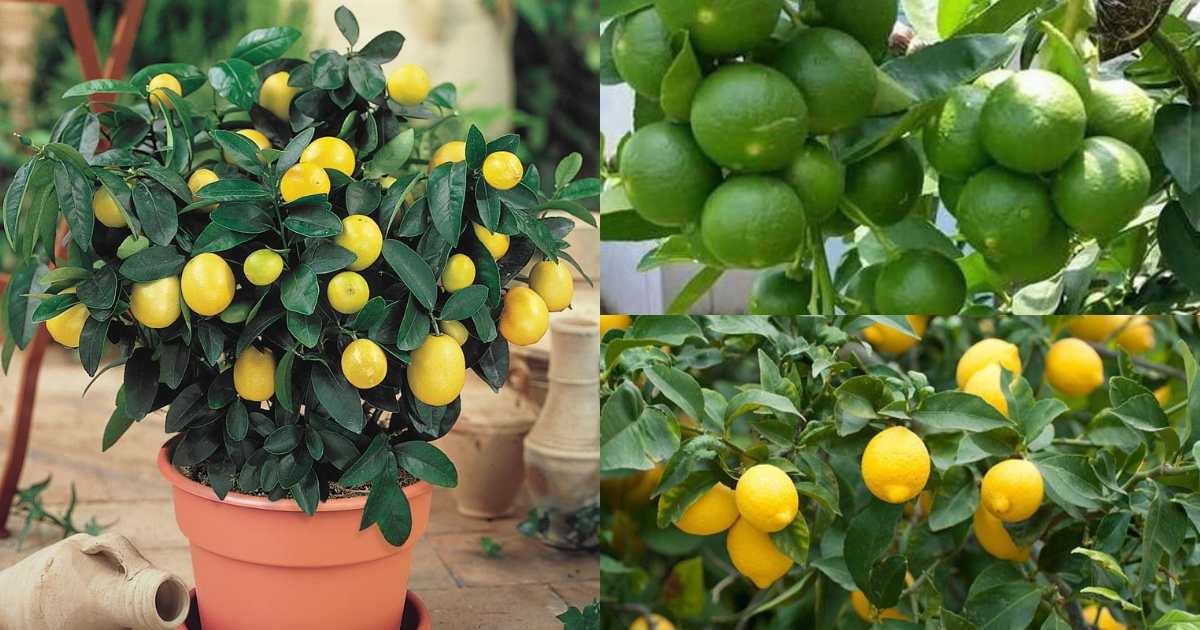 Lemon
