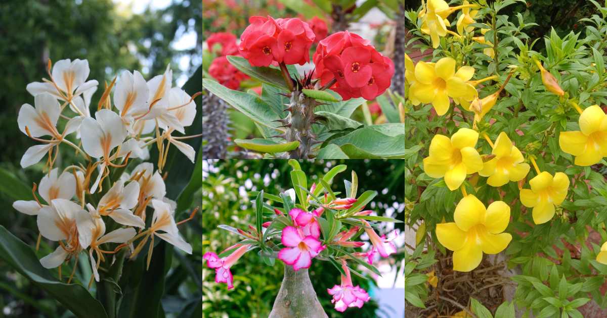 10 Low Maintenance Flowering Plants