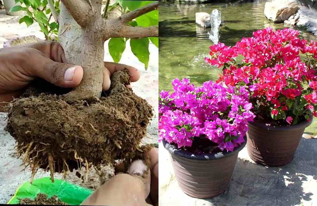 Bougainvillea
