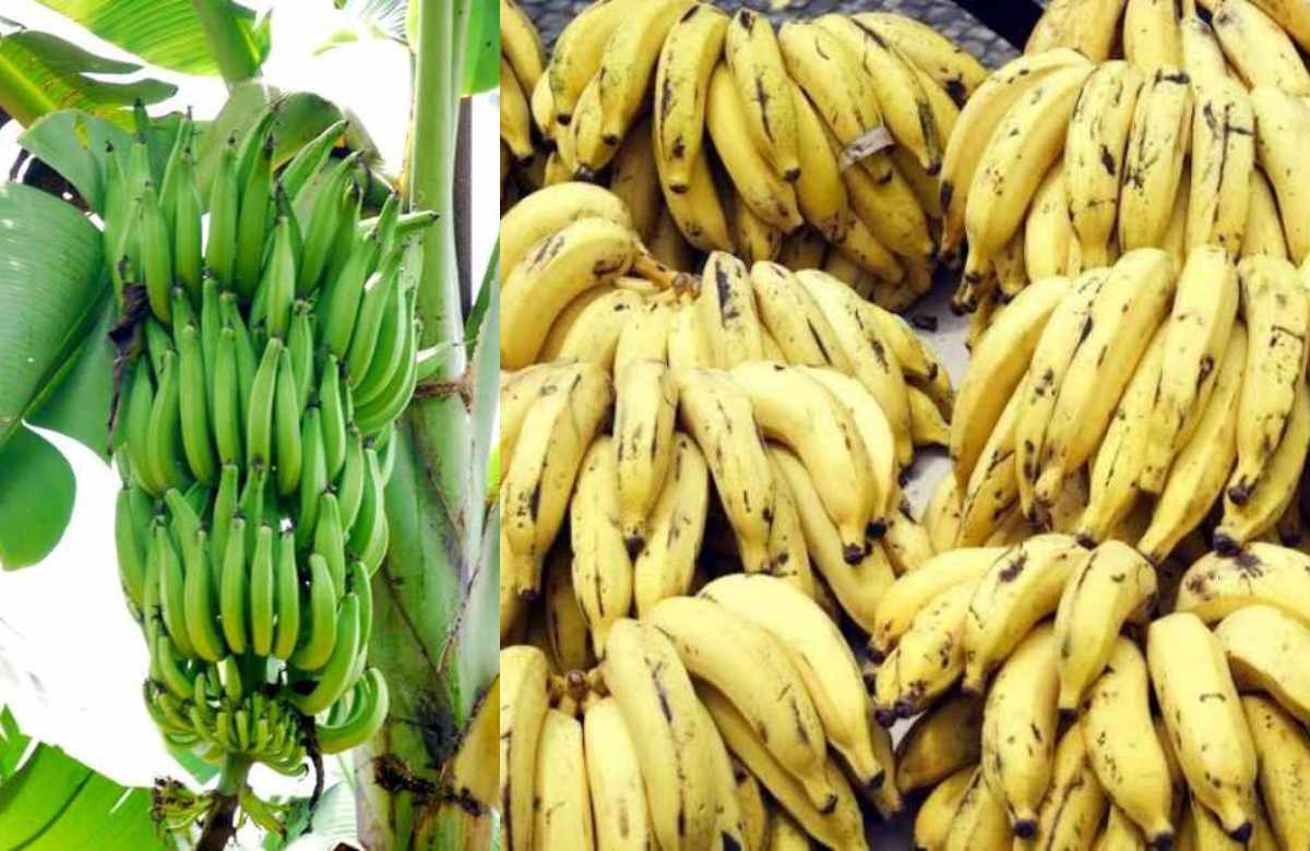 Ethavazha Krishi Tips