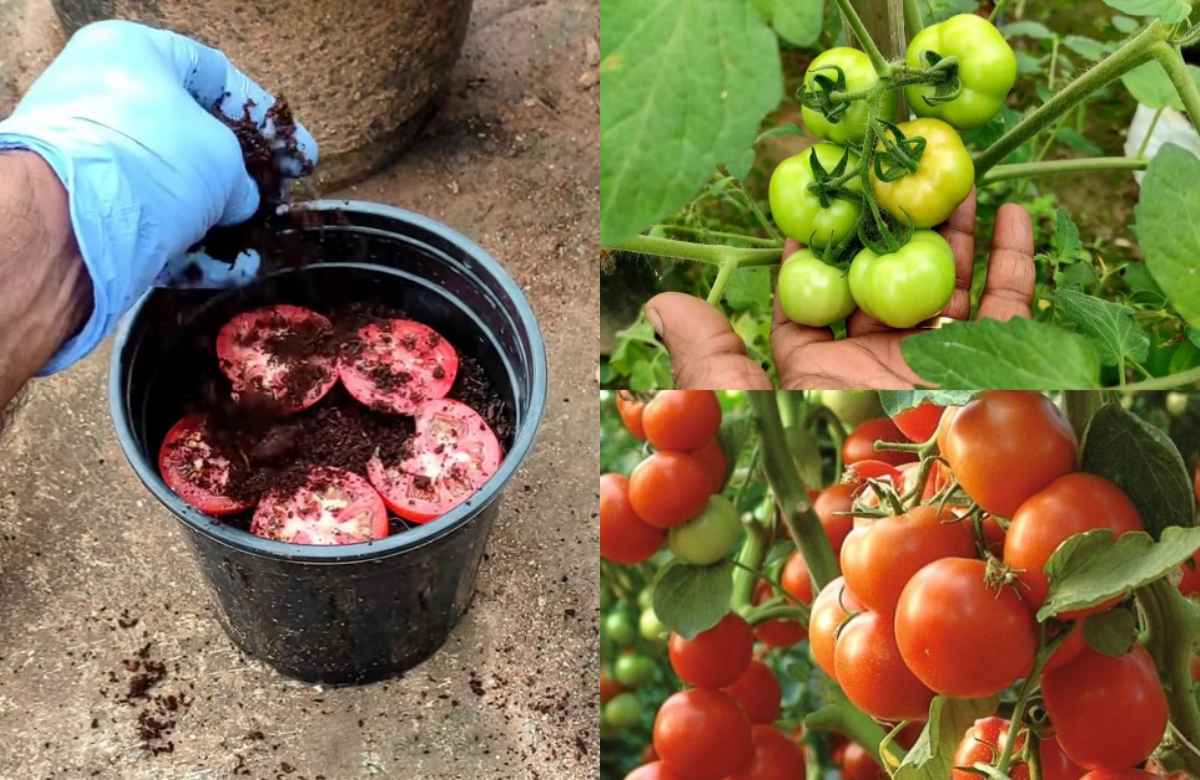 How to fertilizer tomato plants