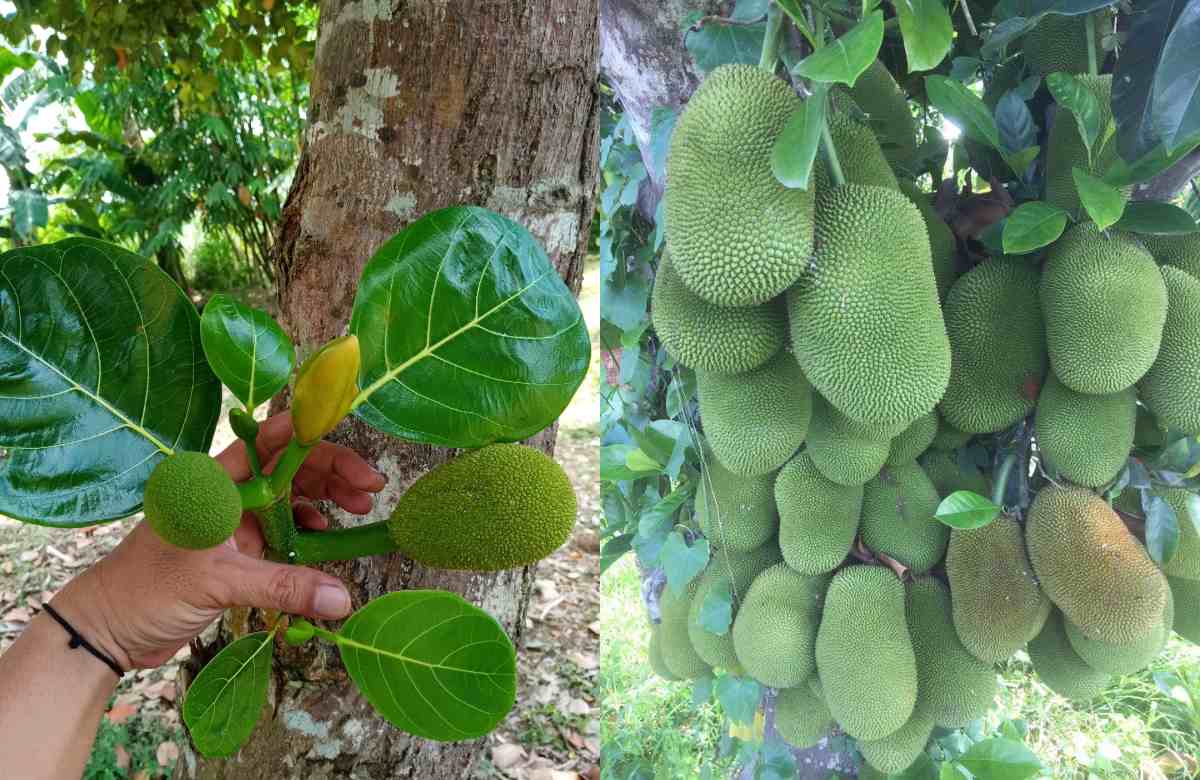 Jackfruit Cultivation