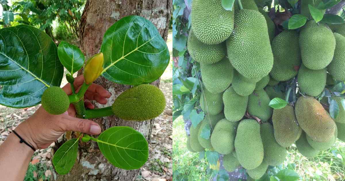Jackfruit Cultivation