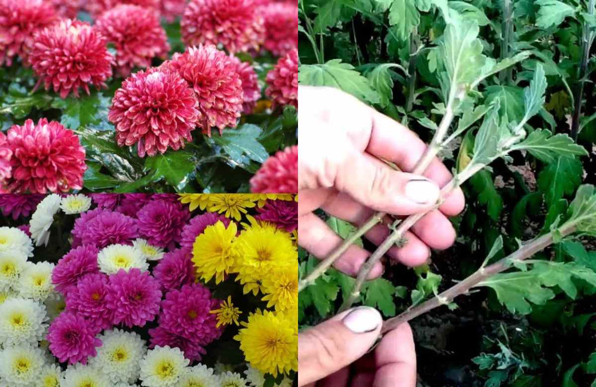 Jamanthi Flower Cultivation Tips