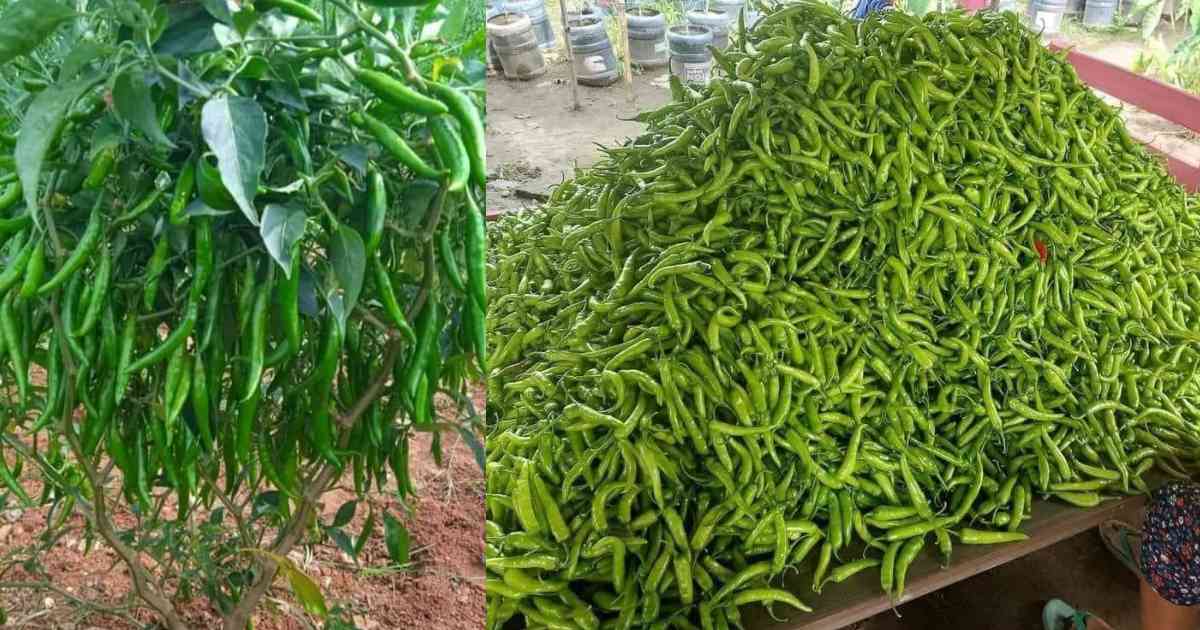 Pachamulaku Krishi