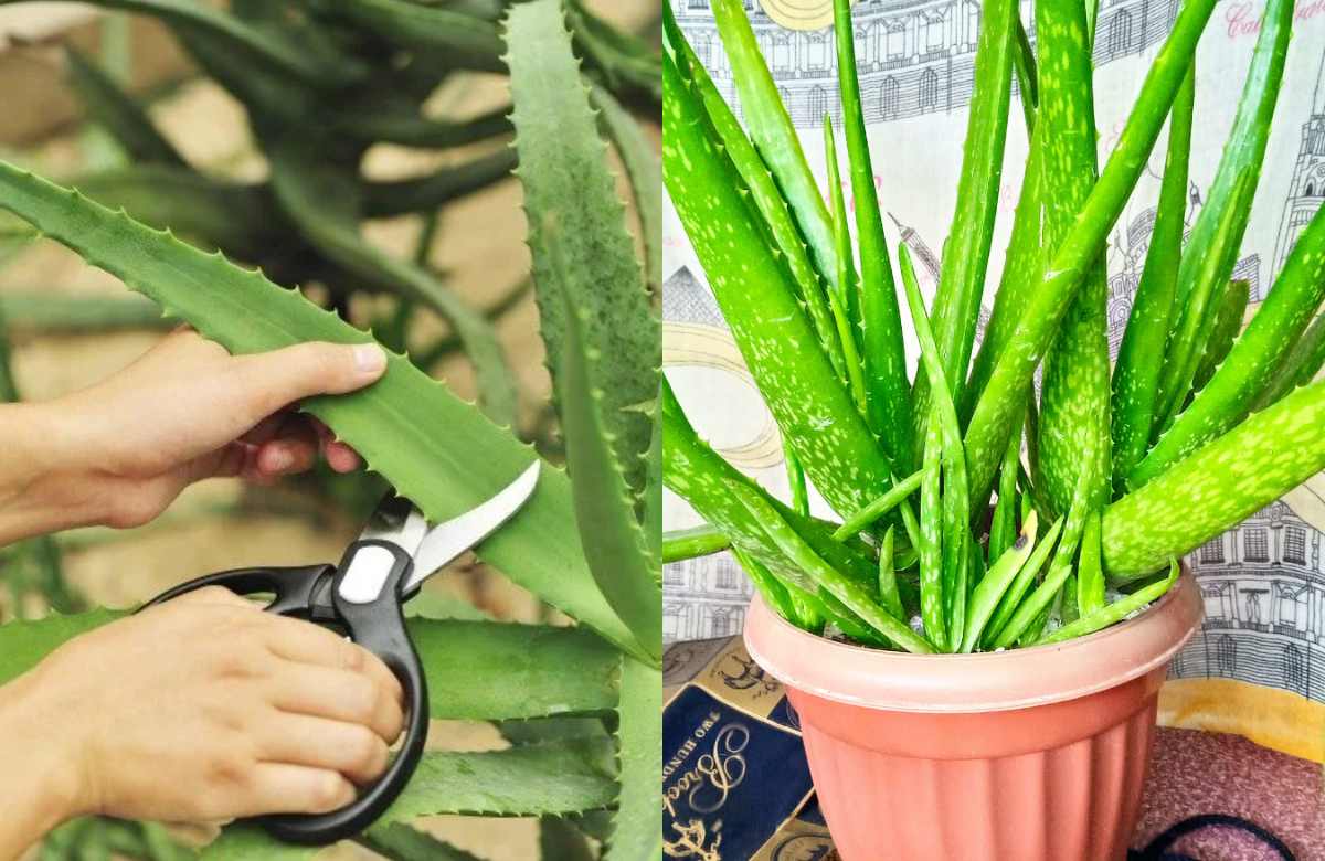 Aloe Vera