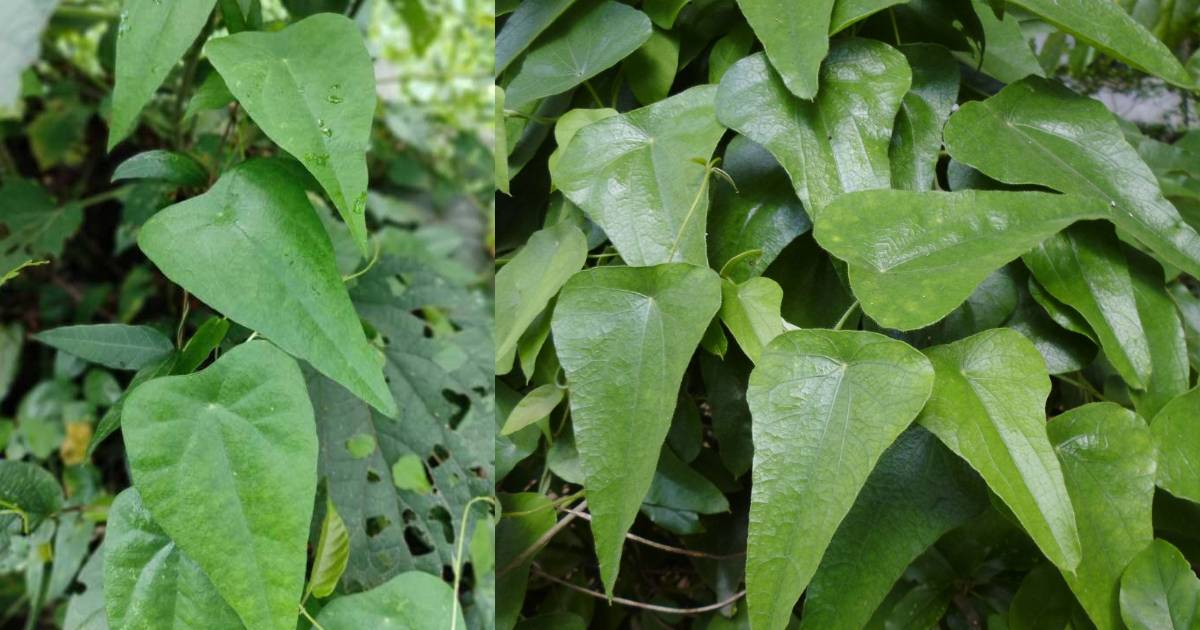 Benefits of Padathali Plant