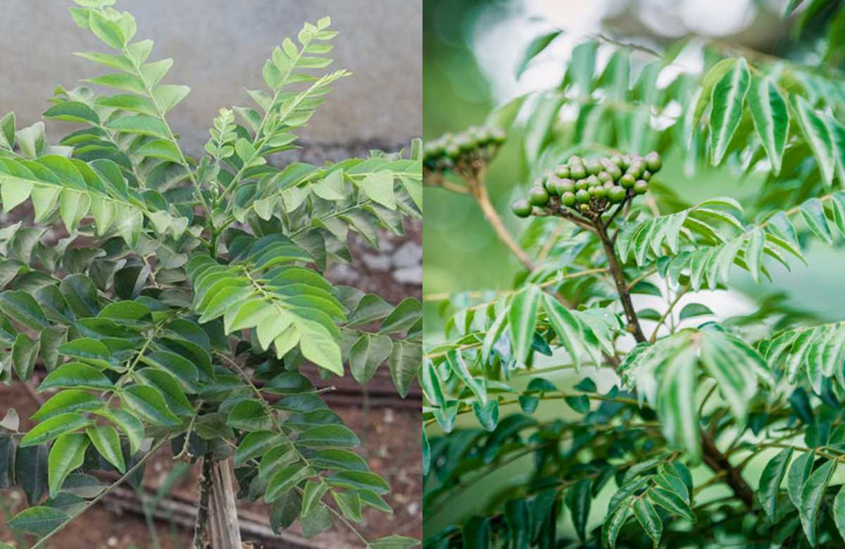 Curry leaves