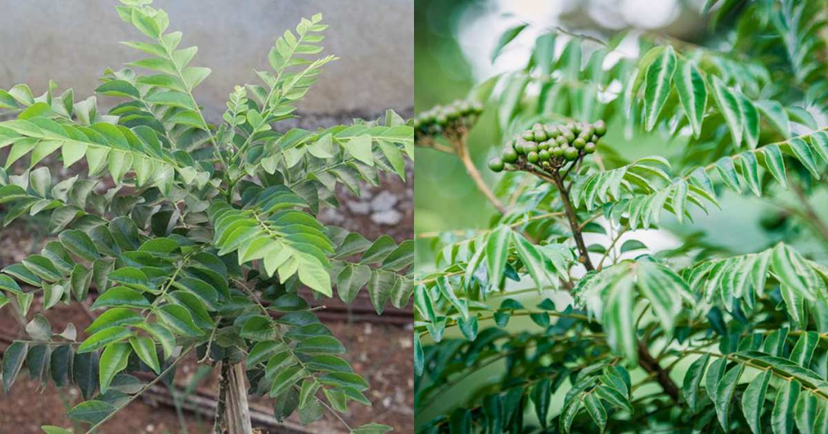 Curry leaves