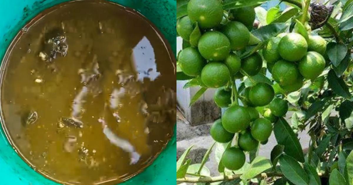 lemon cultivation