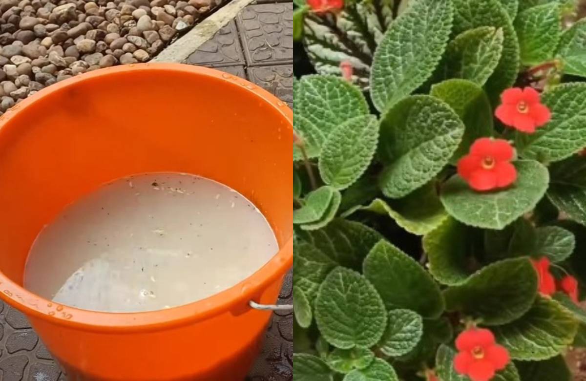 5 ways to make Rice water Fertilser for plants