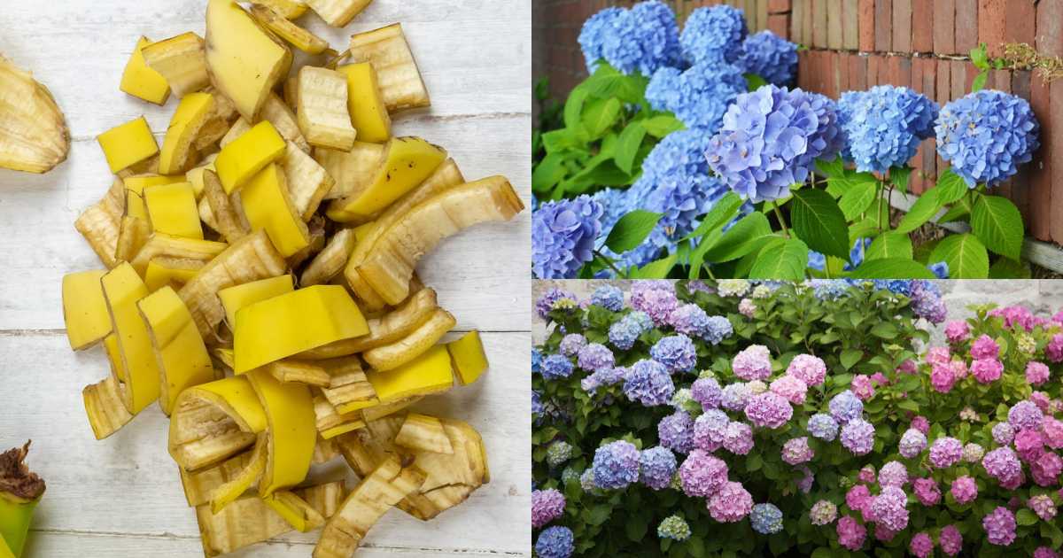 Banana Peel Uses for Garden