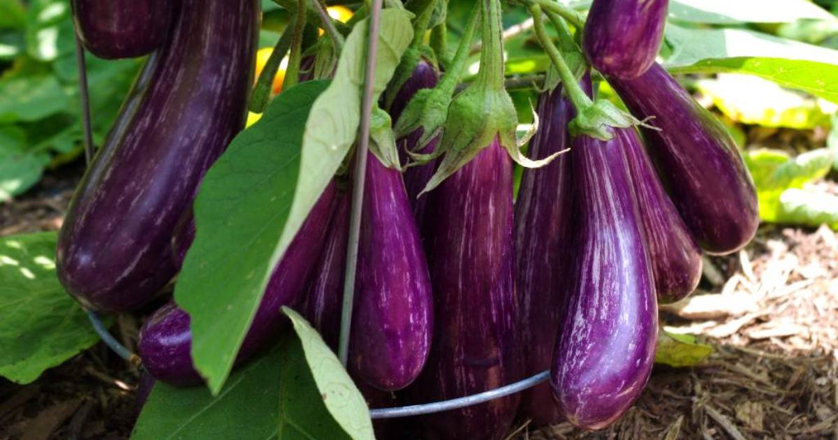 Brinjal Farming Tips
