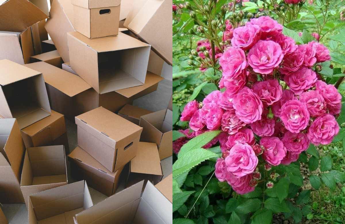 Cardboard Potting Mix for Plants