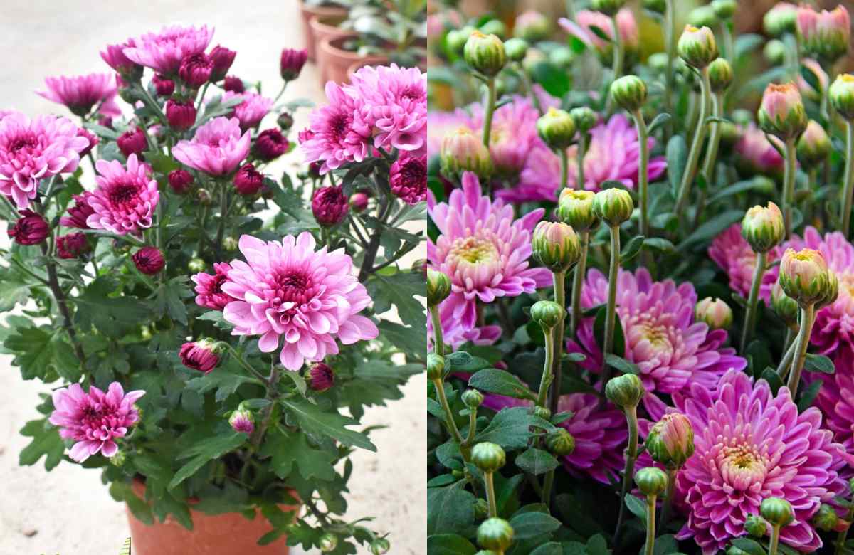 Chrysanthemum Care and Flowering