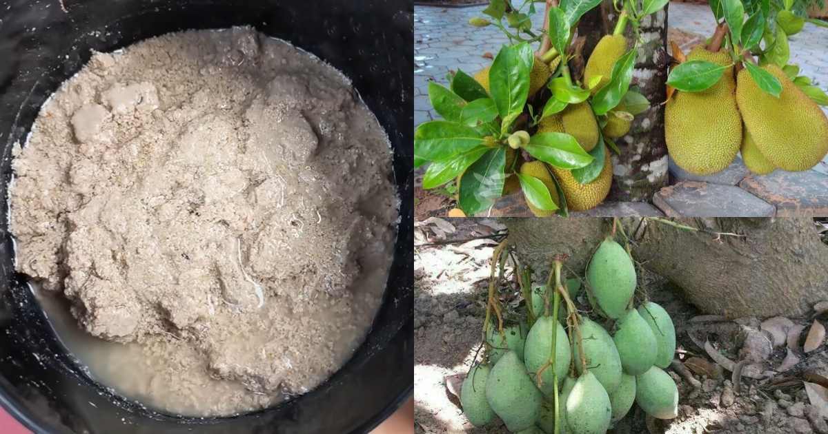 Groundnut fertiliser for all plants