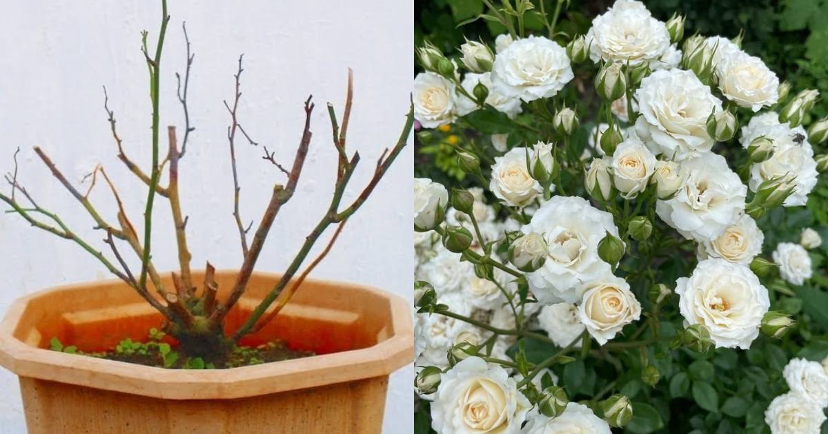 Home Made Fertilizer For Rose Plant