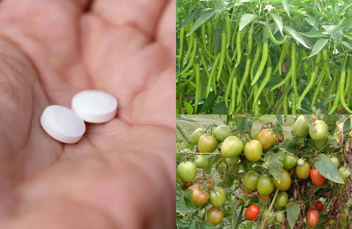 How to use Aspirin for Tomato and Chilli Plants
