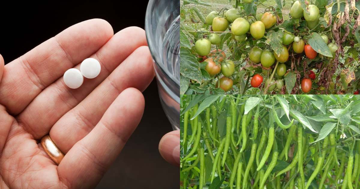 How to use Aspirin for Tomato and Chilli Plants
