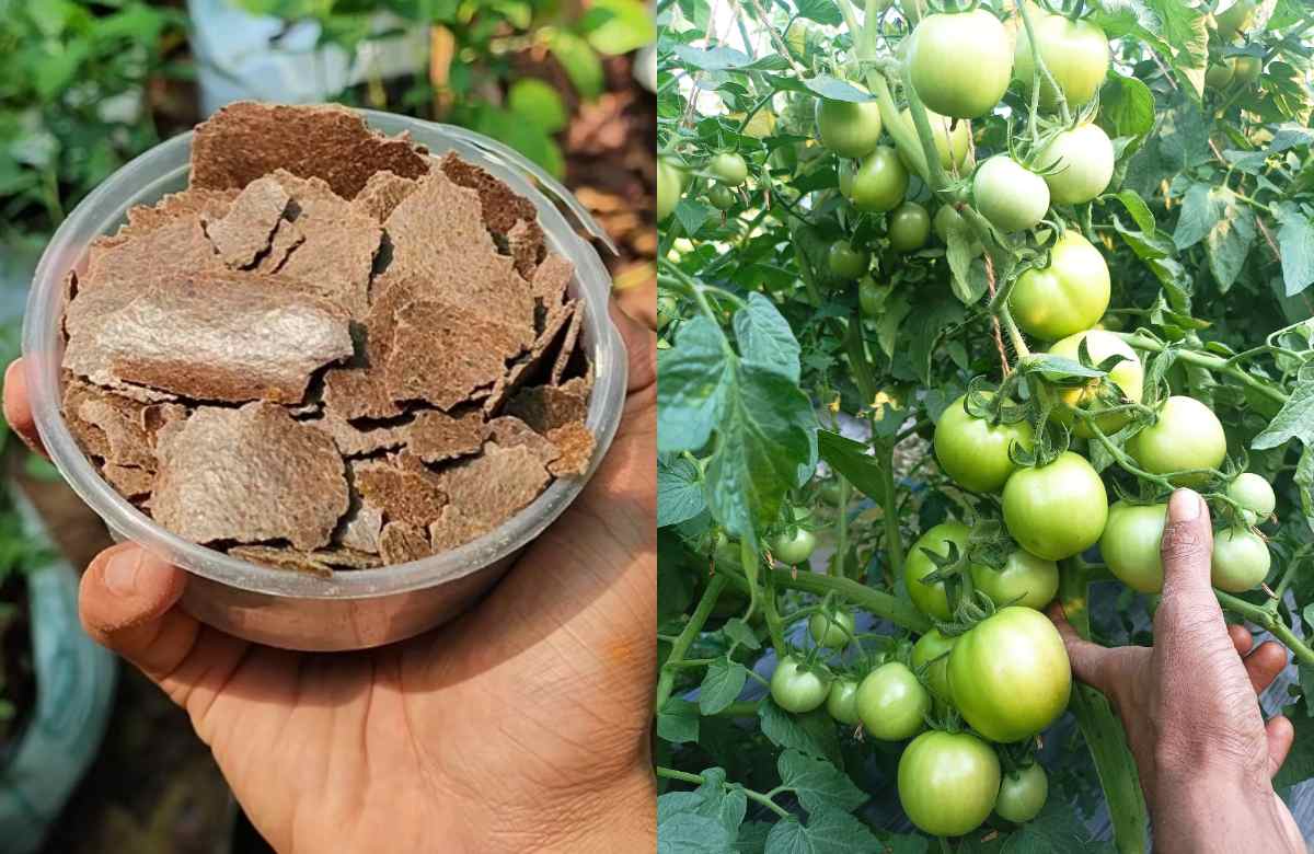 Kadalai Punnakku Fertilizer