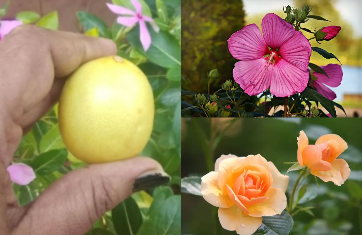 Lemon For Plants