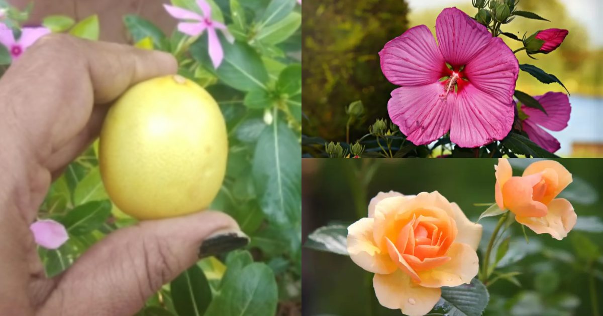 Lemon For Plants