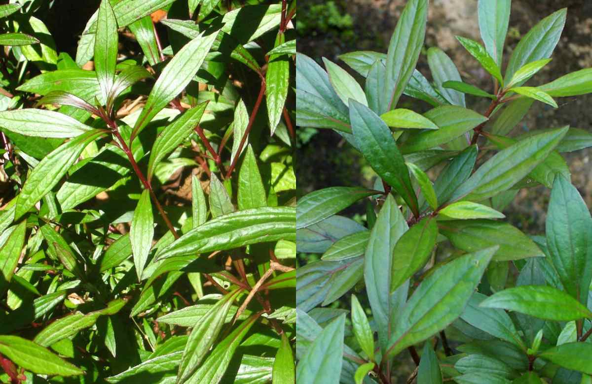 Medicinal Benefits of Ayyappana Plant