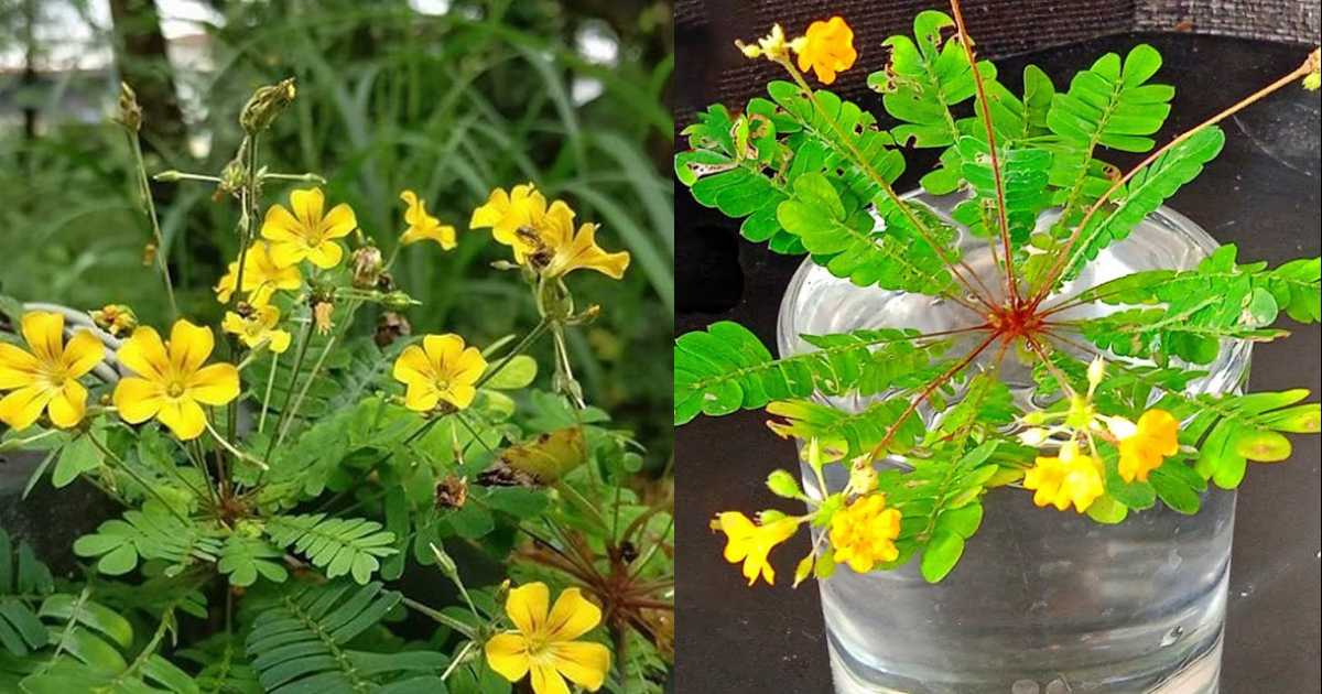 Mukkutti Plant Amazing Uses