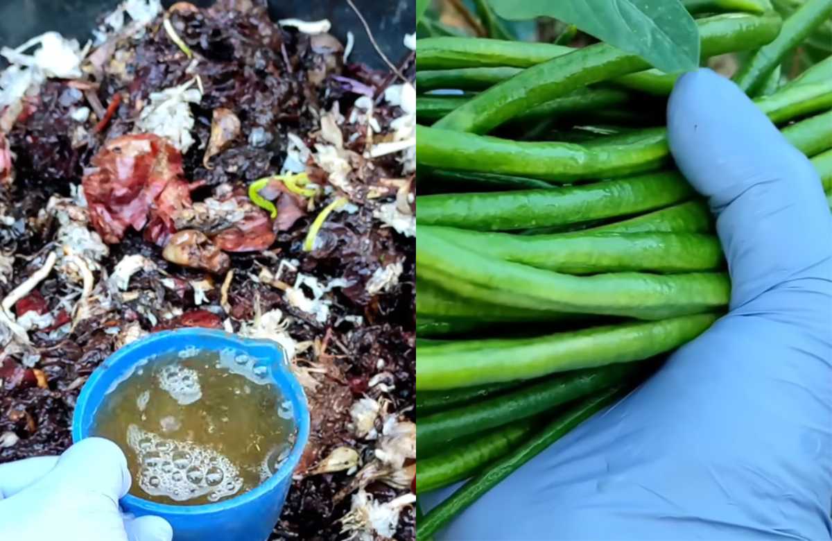 Payar Krishi Tip and Trick