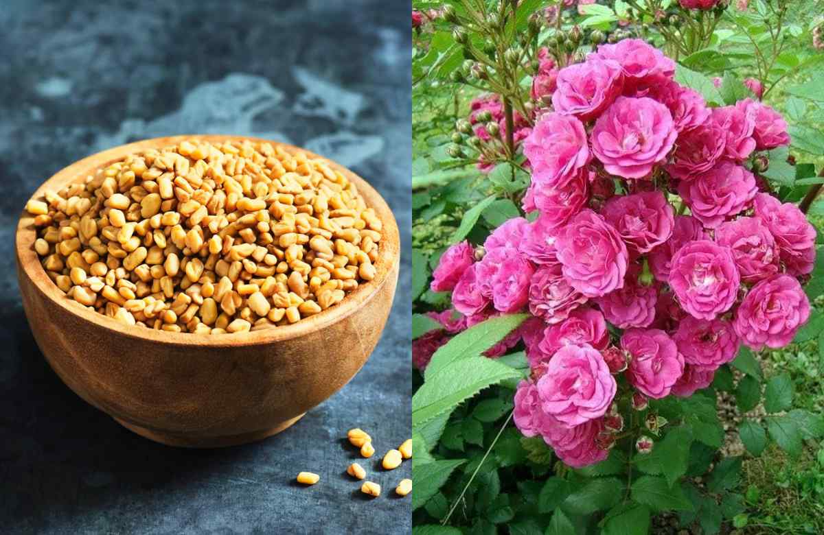 Rose Gardening Tip