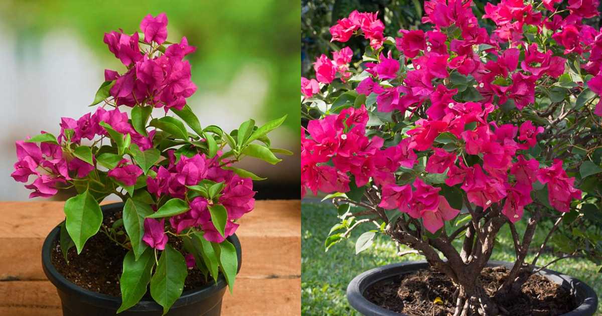Bougainvillea Flowering Tips (2)