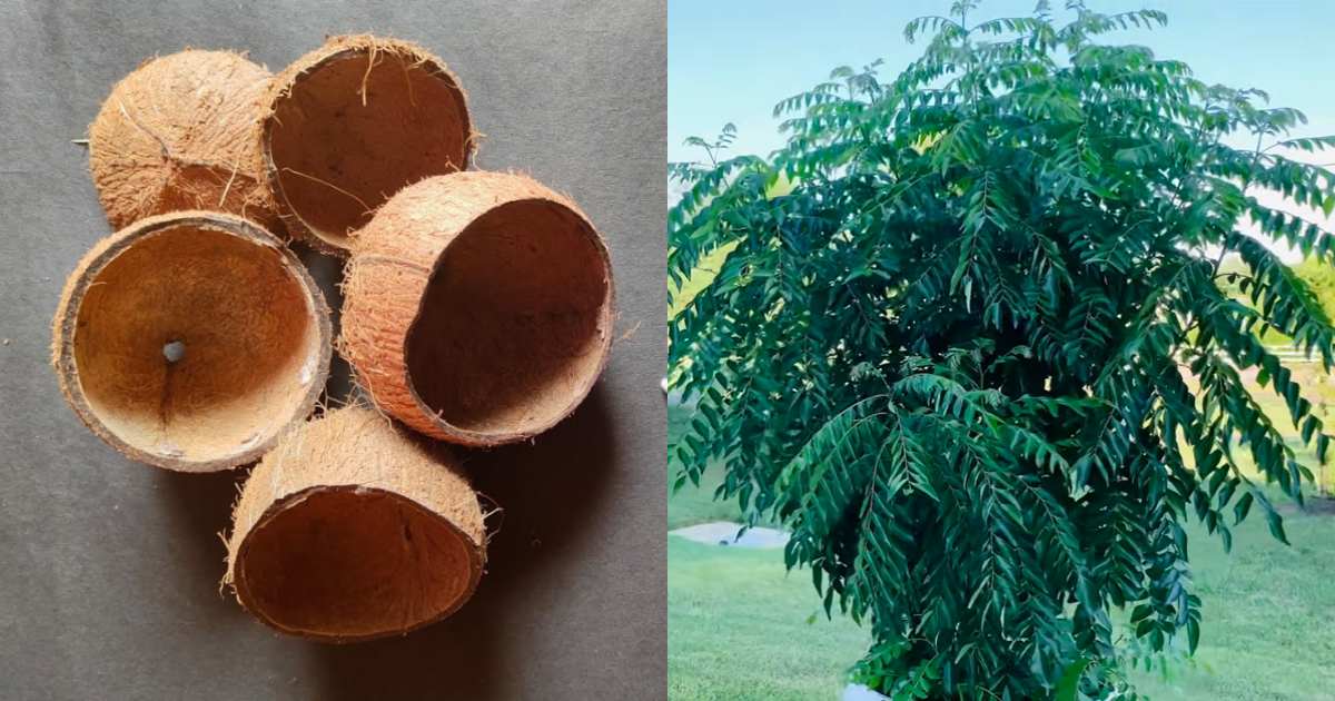 Chiratta Curry leaves Cultivation Tips (2)