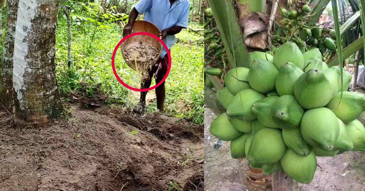 Coconut Tree Increase Tips (2)