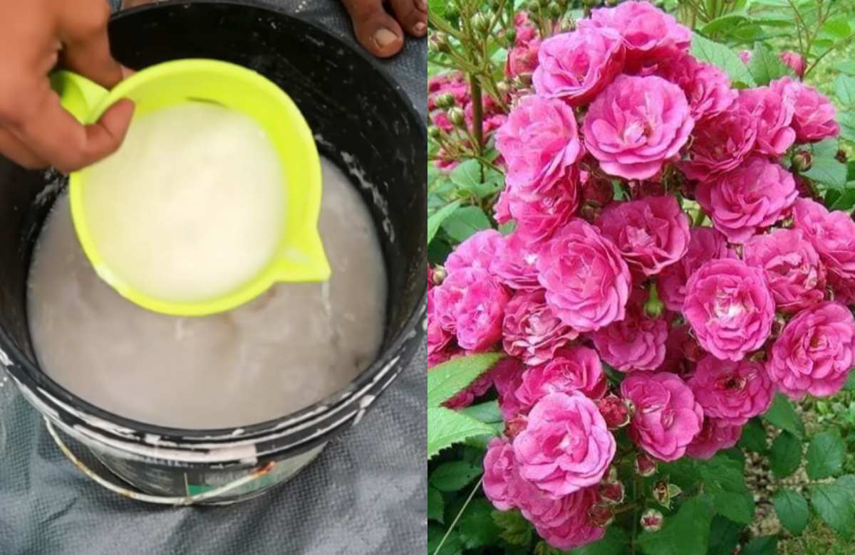 Homemade organic potassium fertilizer making