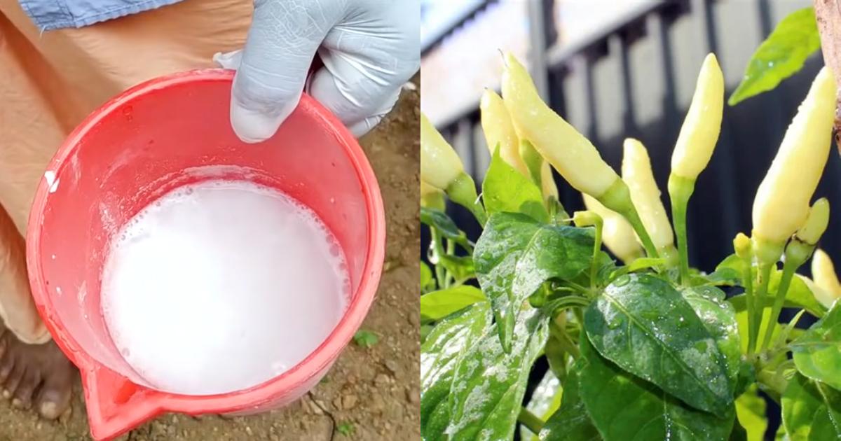 How to grow kanthari mulak on terrace in container (2)