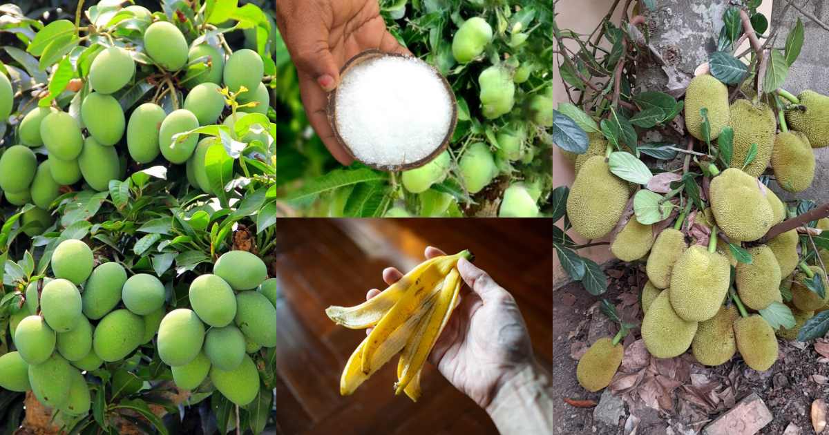 How to increase mango growth (2)