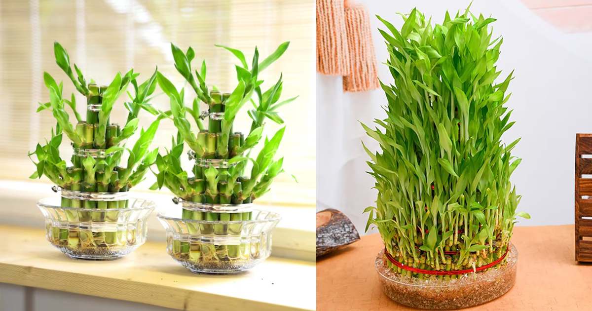 Lucky Bamboo Care (2)