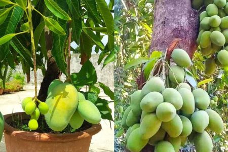 ഏതു മാവും പൂക്കാൻ ഒരു രഹസ്യ ഫോർമുല! കുഞ്ഞുമാവിൽ പോലും കുലകുത്തി മാങ്ങയുണ്ടാകുന്നതിന്റെ രഹസ്യം ഇതാണ്.!! | Mango Tree Fast Flowering Tips