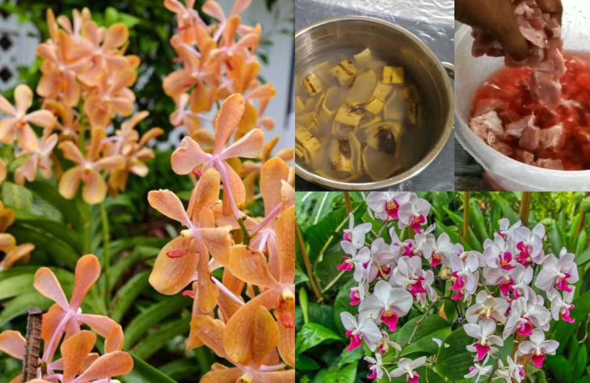 അടുക്കളയിലുള്ള ഈ 2 പാനീയം മാത്രം മതി വീട്ടിലെ പൂക്കാത്ത ഓർക്കിഡ് വരെ പൂത്തുലയാൻ.!! | Orchid Flowering Tips 1 Orchid blooming care