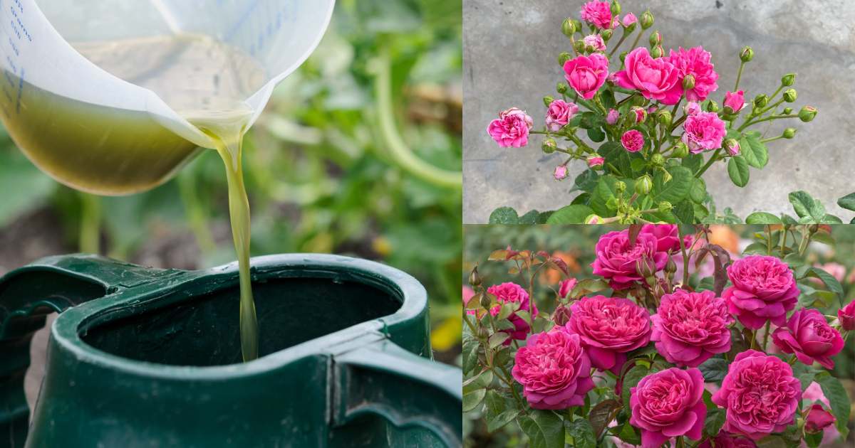 Pottash Fertlizer for Rose Plants (2)