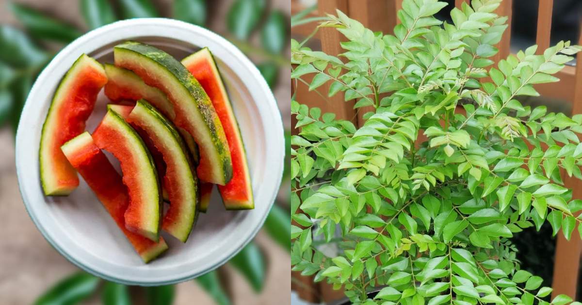 Watermelon peels for Curryleaves Cultivation