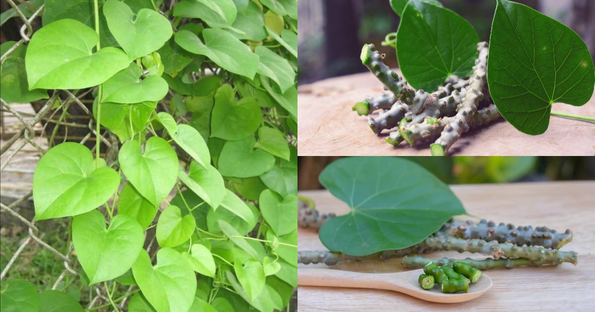Chittamruthu-Plant-Benefits
