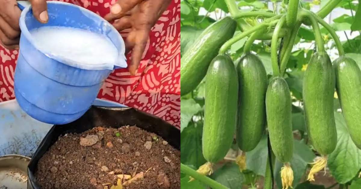 Cucumber farming on terrace in container or pot Malayalam
