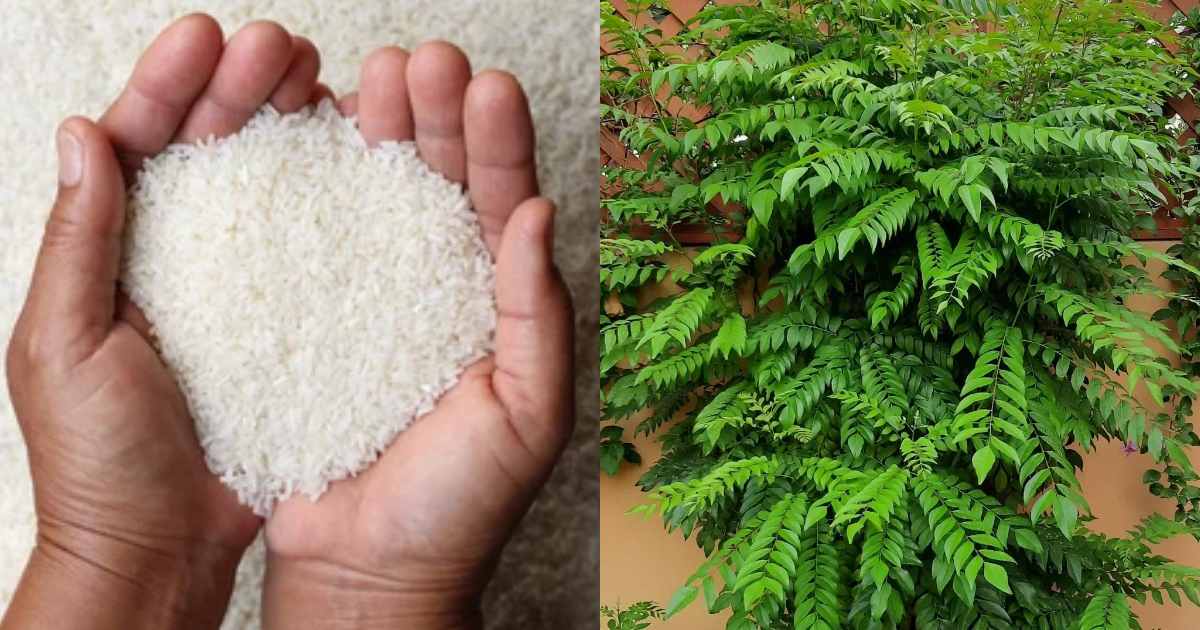 Curry Leaves Cultivation Raw Rice Tips Malayalam