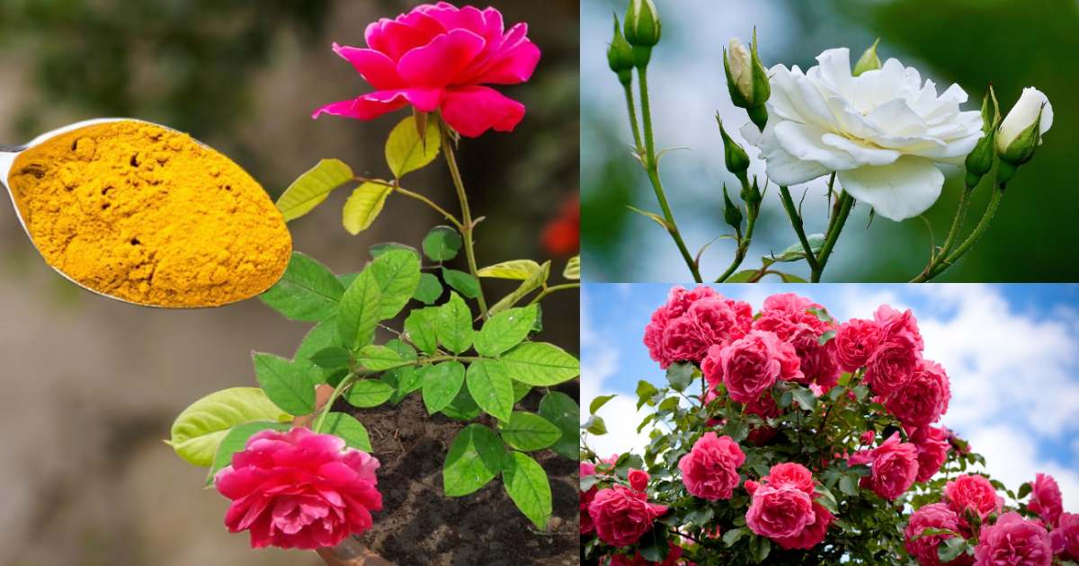 Garden Rose Care Tips Malayalam
