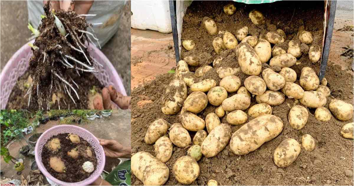 How to Grow Potatoes Easily At your Home Malayalam (2)
