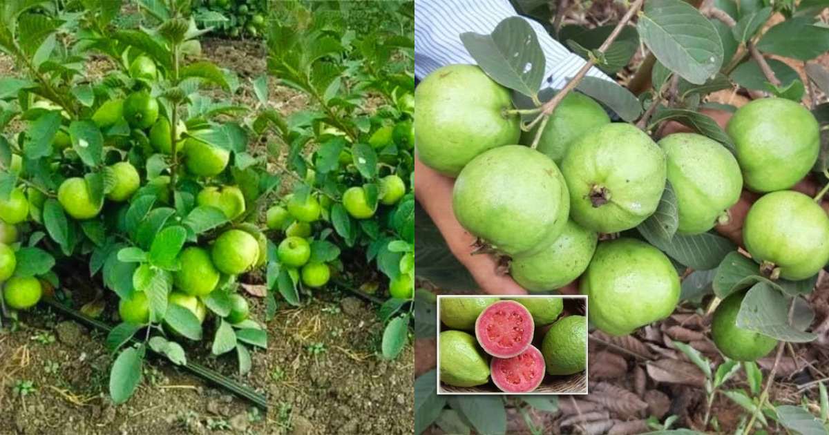 Perakka krishi malayalam Guava Tree Malayalam (2)